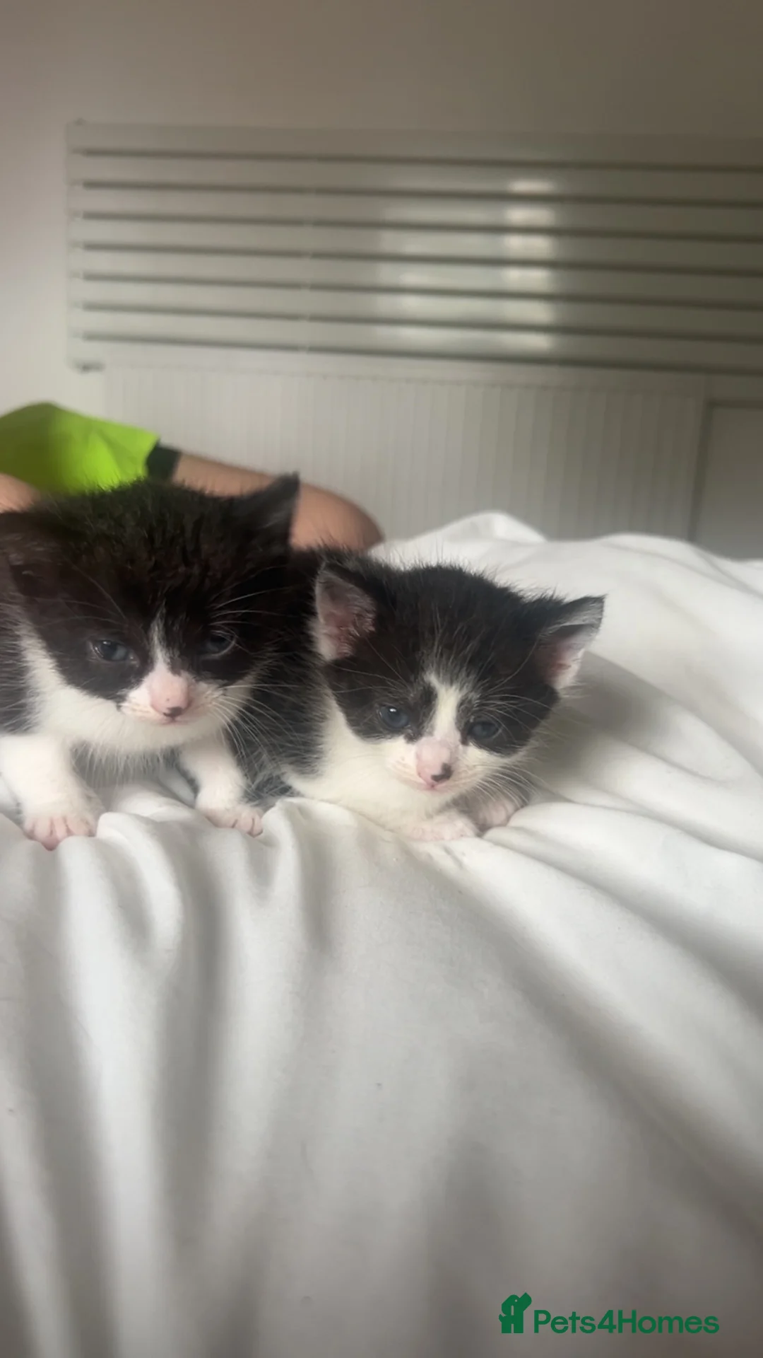Maine Coon cats for sale: Mainecoon cross  in Preston - Advert 2