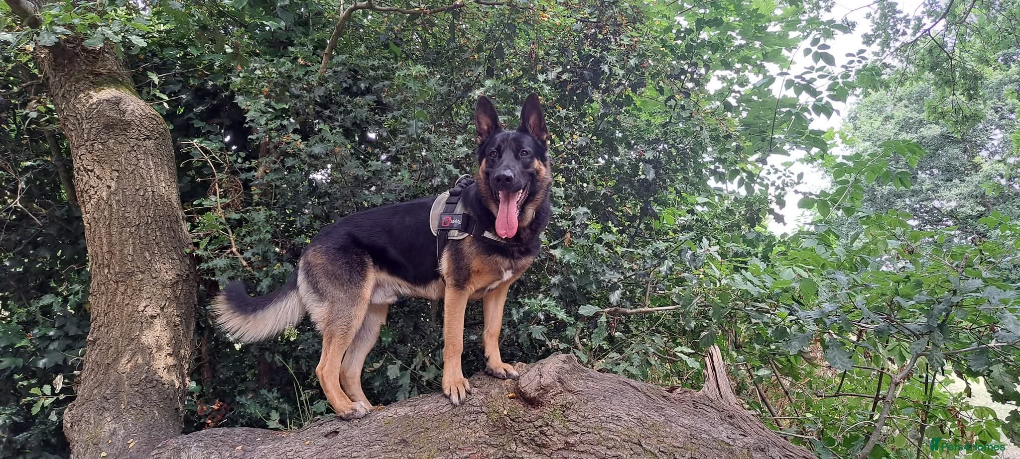 German Shepherd dogs German Shepherd boy for stud - Advert 21