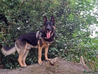 German Shepherd dogs - Advert 24