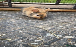 Mixed Breed rabbits for sale: baby rabbits for sale - Image 3