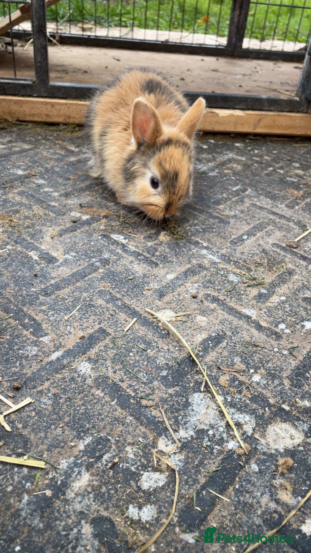 Mixed Breed rabbits for sale: baby rabbits for sale - Image 3