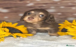 Miniature Dachshund dogs for sale: Outstanding long haired dachshund - Image 8