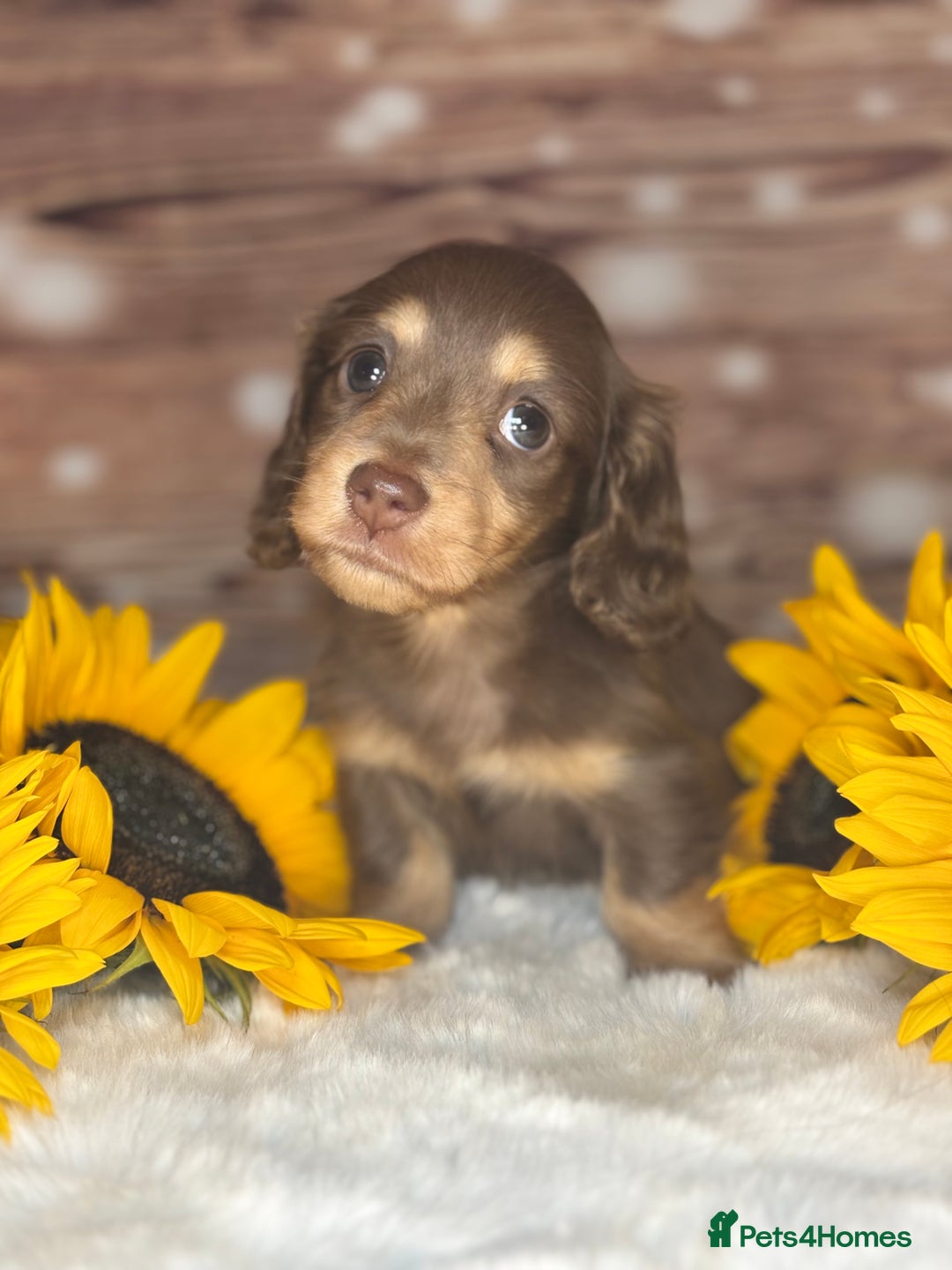 Miniature Dachshund dogs for sale: Outstanding long haired dachshund - Image 8