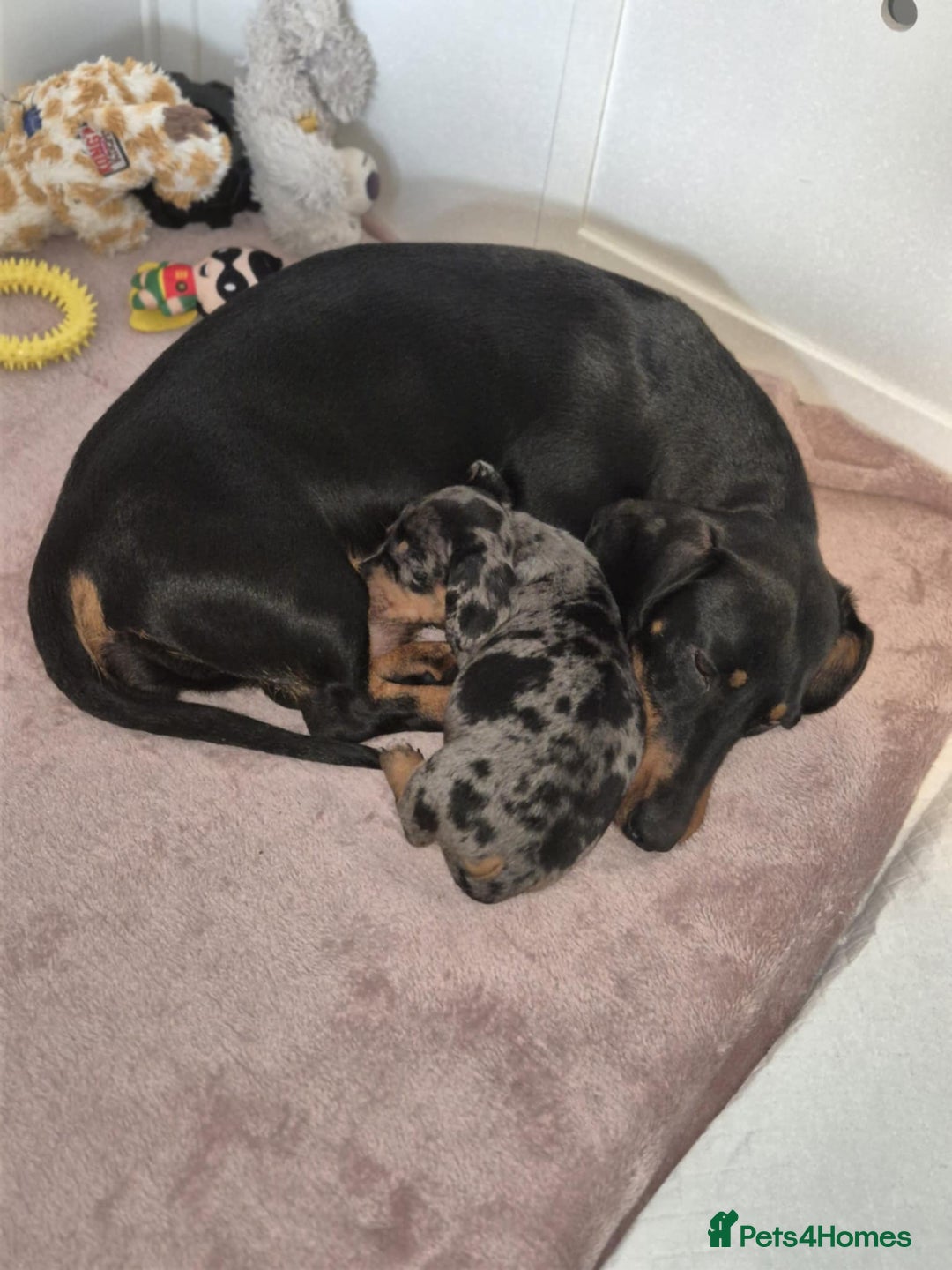 Dachshund dogs for sale: Dapple daschund - Advert 5