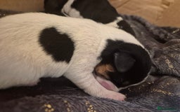 Jack Russell dogs for sale: Beautiful Jack Russell puppies - Image 1