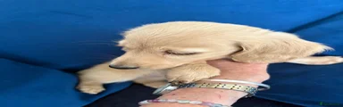 Miniature Dachshund 3