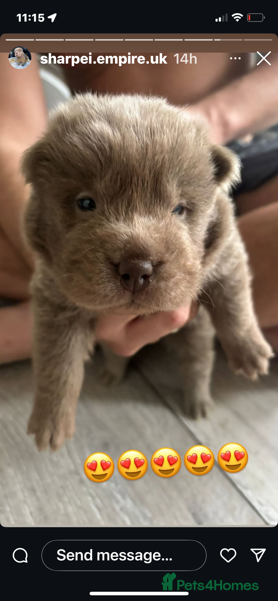 Shar Pei dogs for sale: Stunning litter of kc reg Shar Pei puppies  - Image 11