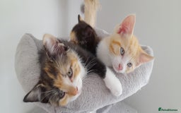 Mixed Breed cats for sale: 3 mixed breed kittens available  - Image 4