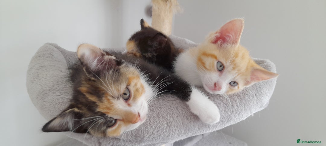 Mixed Breed cats for sale: 3 mixed breed kittens available  - Image 4