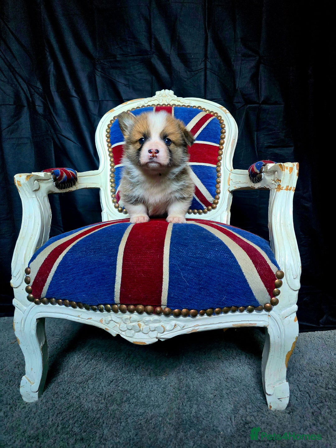 Welsh Corgi Pembroke dogs for sale: Outstanding Pembrokeshire Puppies - Advert 6