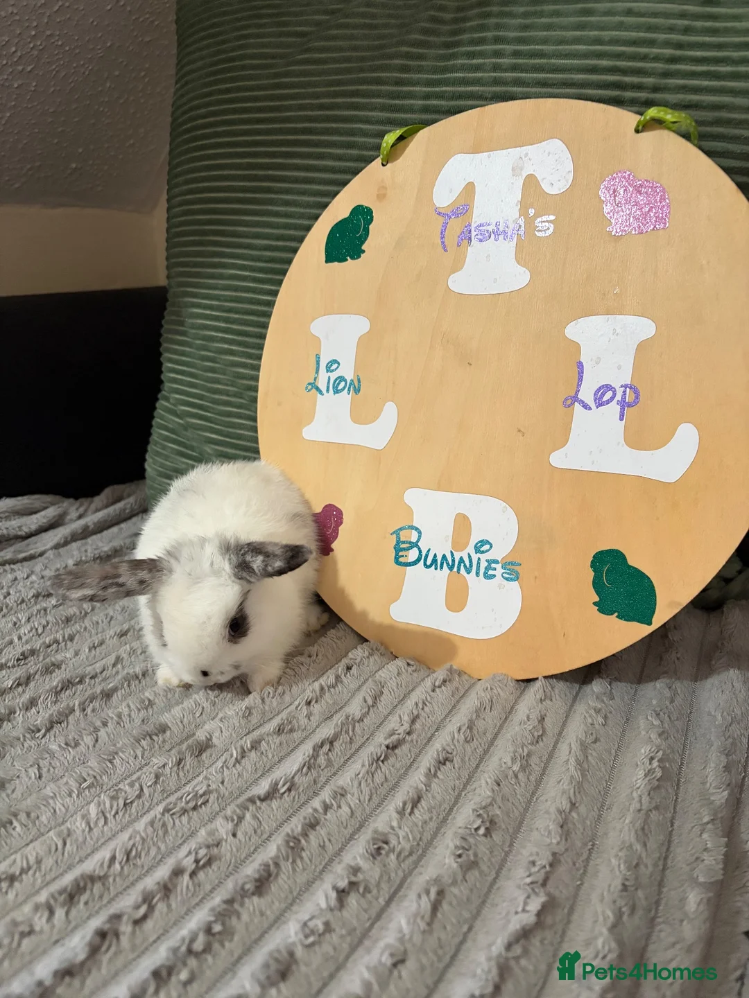 Mini Lion Lop rabbits for sale: 6 mini lion lops - Advert 13