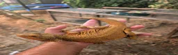 Bearded Dragon reptiles for sale: Proven adult bearded dragons ( read advert) - Advert 8