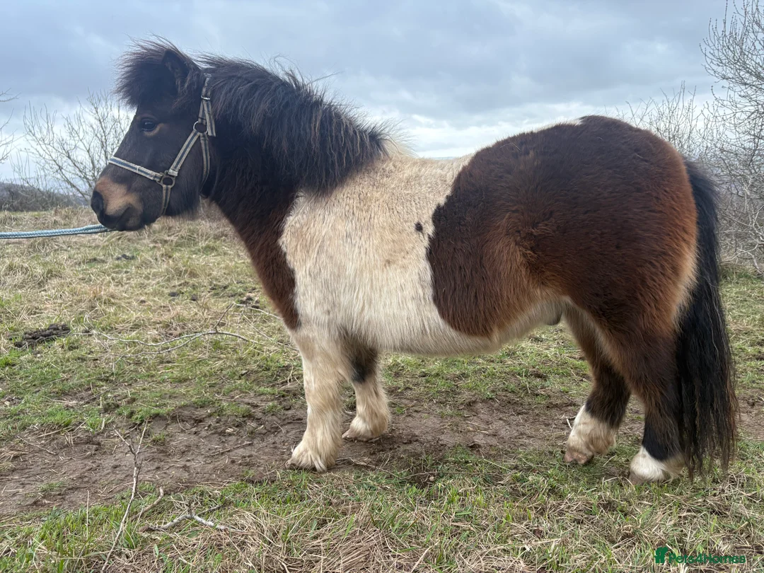 Shetland pony horses for sale: 3 year old non-reg Shetland gelding  - Advert 1