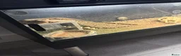 Bearded Dragon reptiles for sale: Bearded dragon Free to a good home in Braintree - Advert 3