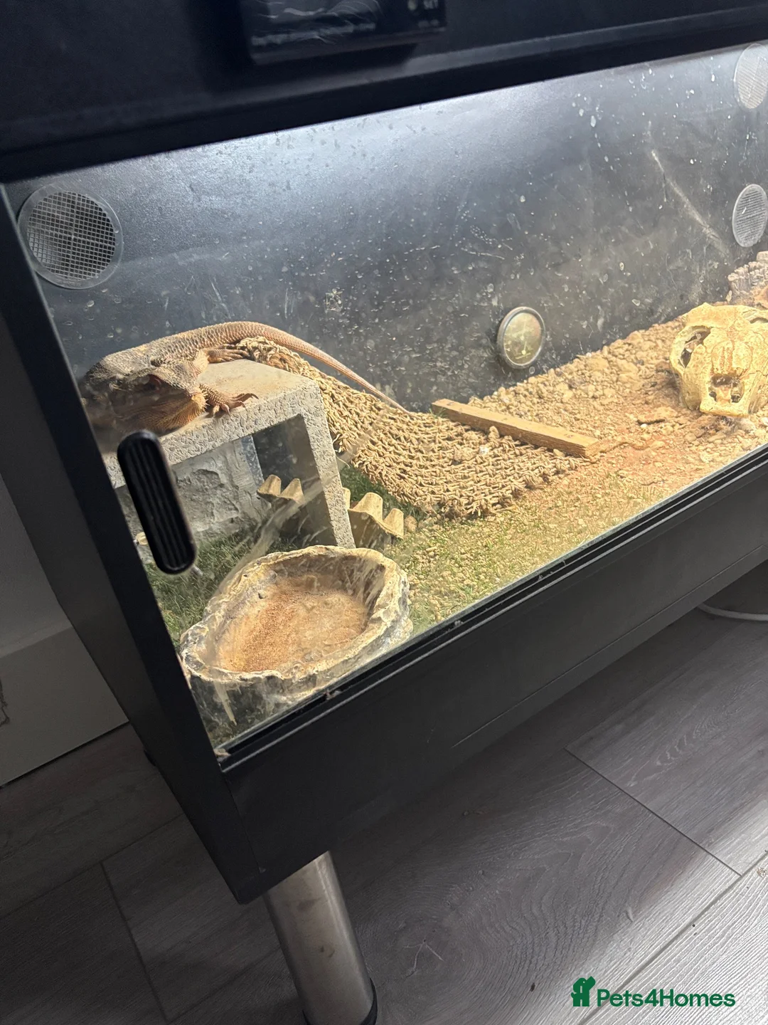 Bearded Dragon reptiles for sale: Bearded dragon Free to a good home in Braintree - Advert 3