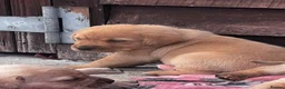 Labrador Retriever dogs for sale: Beautiful Black/yellow/Red Labrador Puppies - Advert 10