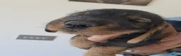 Dachshund dogs for sale: Working teckel pups.  - Advert 11