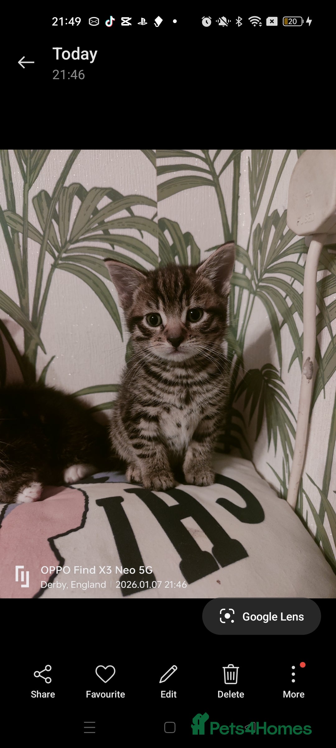Mixed Breed cats for sale: Three kittens available  - Advert 4