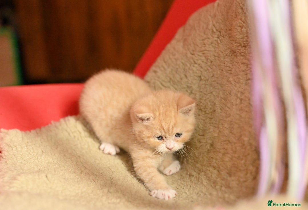British Shorthair cats for sale: ⭐Rare Cream British Shorthair Boy ⭐  - Image 22