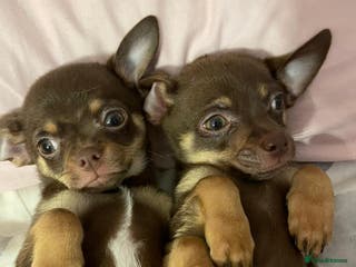 Chihuahua dogs Chihuahua Puppies - Advert 4