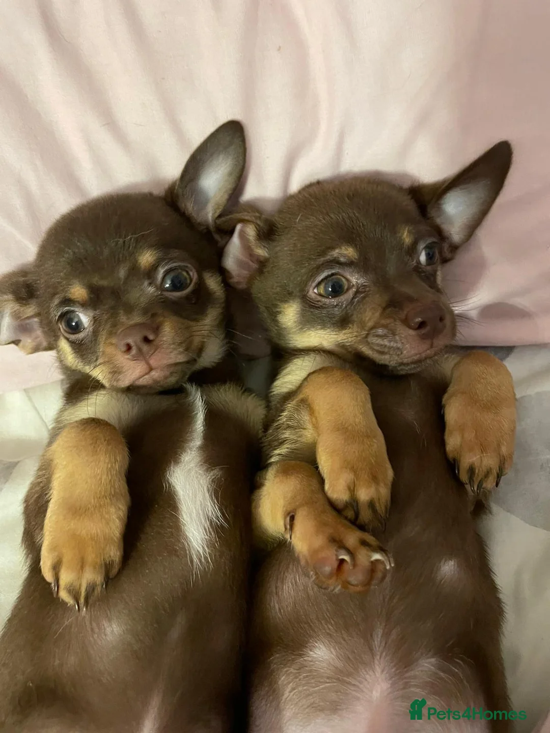 Chihuahua dogs for sale: Chihuahua Puppies  - Advert 1