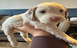 Cockapoo dogs for sale: Two gorgeous F2b Cockapoo girls left  - Advert 15