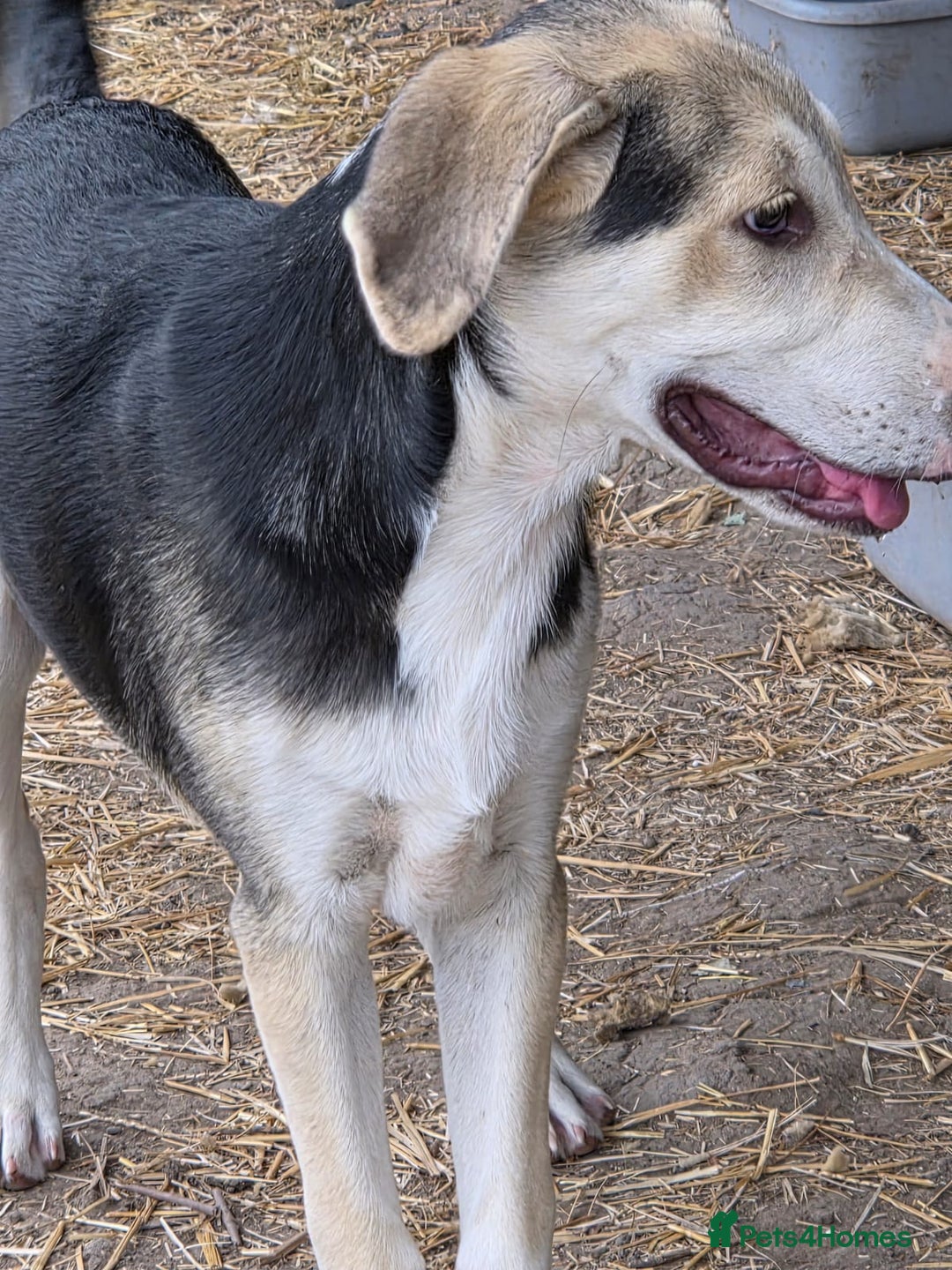 Mixed Breed dogs for adoption: RICKY - a superb young boy for a Loving Home - Image 11