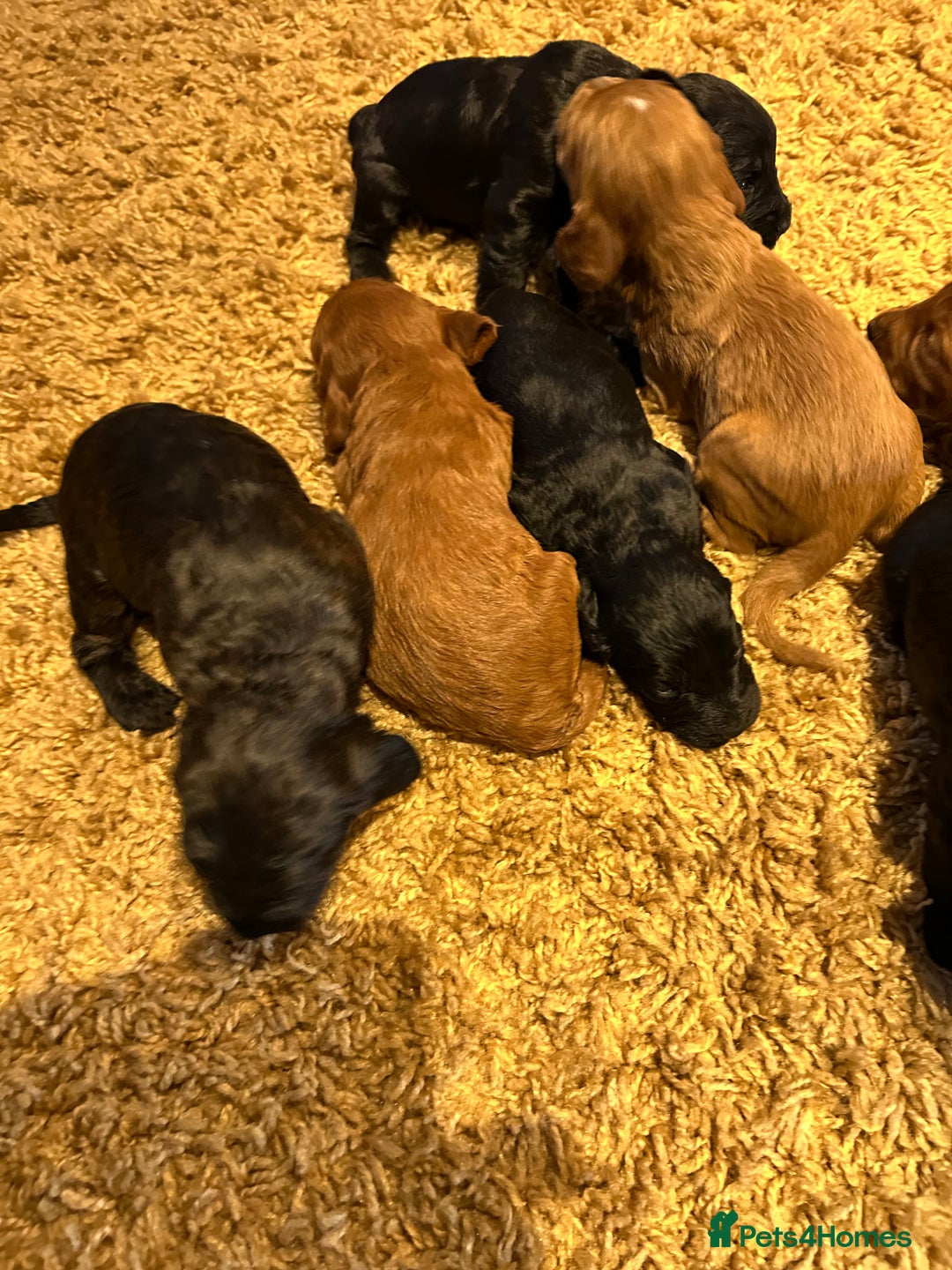 Cockapoo dogs for sale: Cockapoos puppies  - Image 18