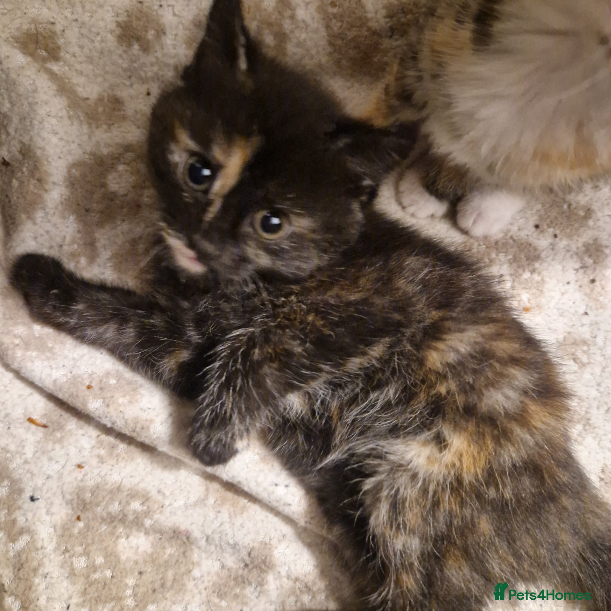 Mixed Breed cats Beautiful kittens ready today  - Advert 14