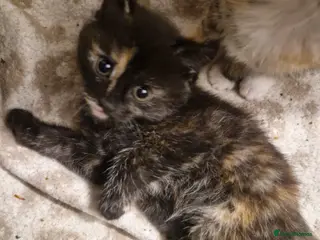 Mixed Breed cats Beautiful kittens ready today - Advert 14