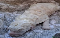 Labradoodle dogs for sale: Curly Coated Hypo-Allergenic Labradoodle Puppies   - Image 19