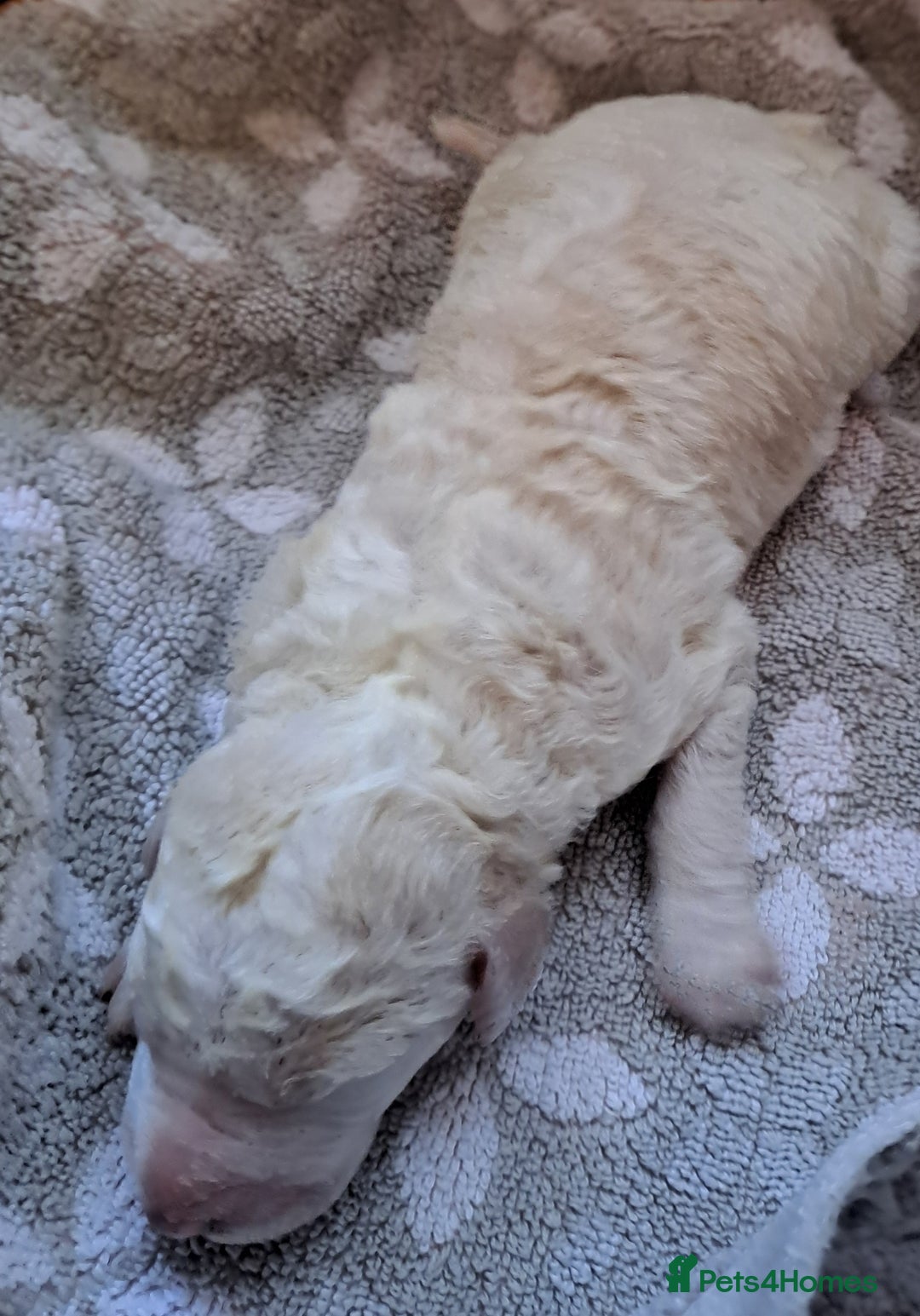 Labradoodle dogs for sale: Curly Coated Hypo-Allergenic Labradoodle Puppies   - Image 19