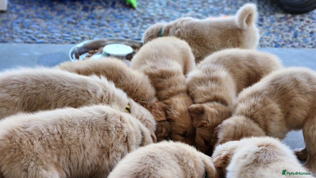 Golden Retriever dogs for sale: Home Coming Golden Retrevier Puppies. - Image 11