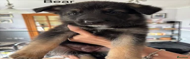 Bear