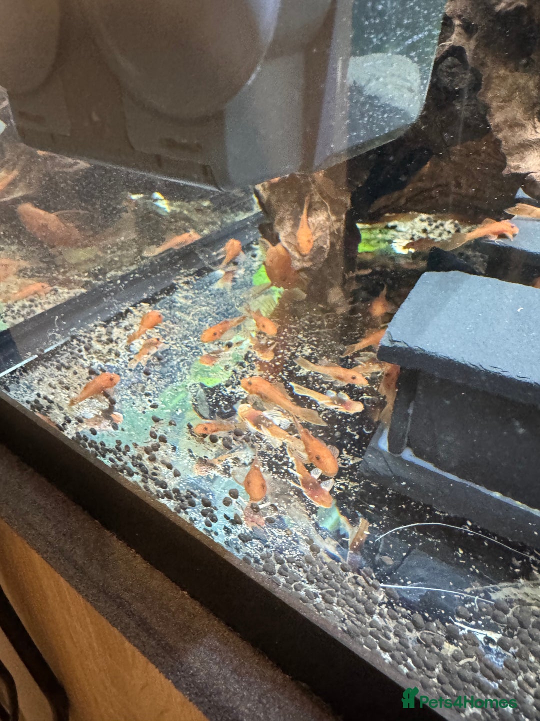 Plecos fish for sale: Super red bristle nose pleco - Image 4