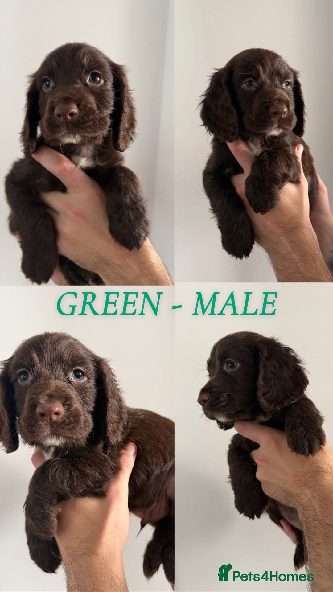 Sprocker dogs for sale: Sprocker puppies ready next week !  - Image 9