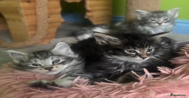 Kurilian Bobtail cats Rare pure breed Kurilian bobtail kittens available - Advert 10