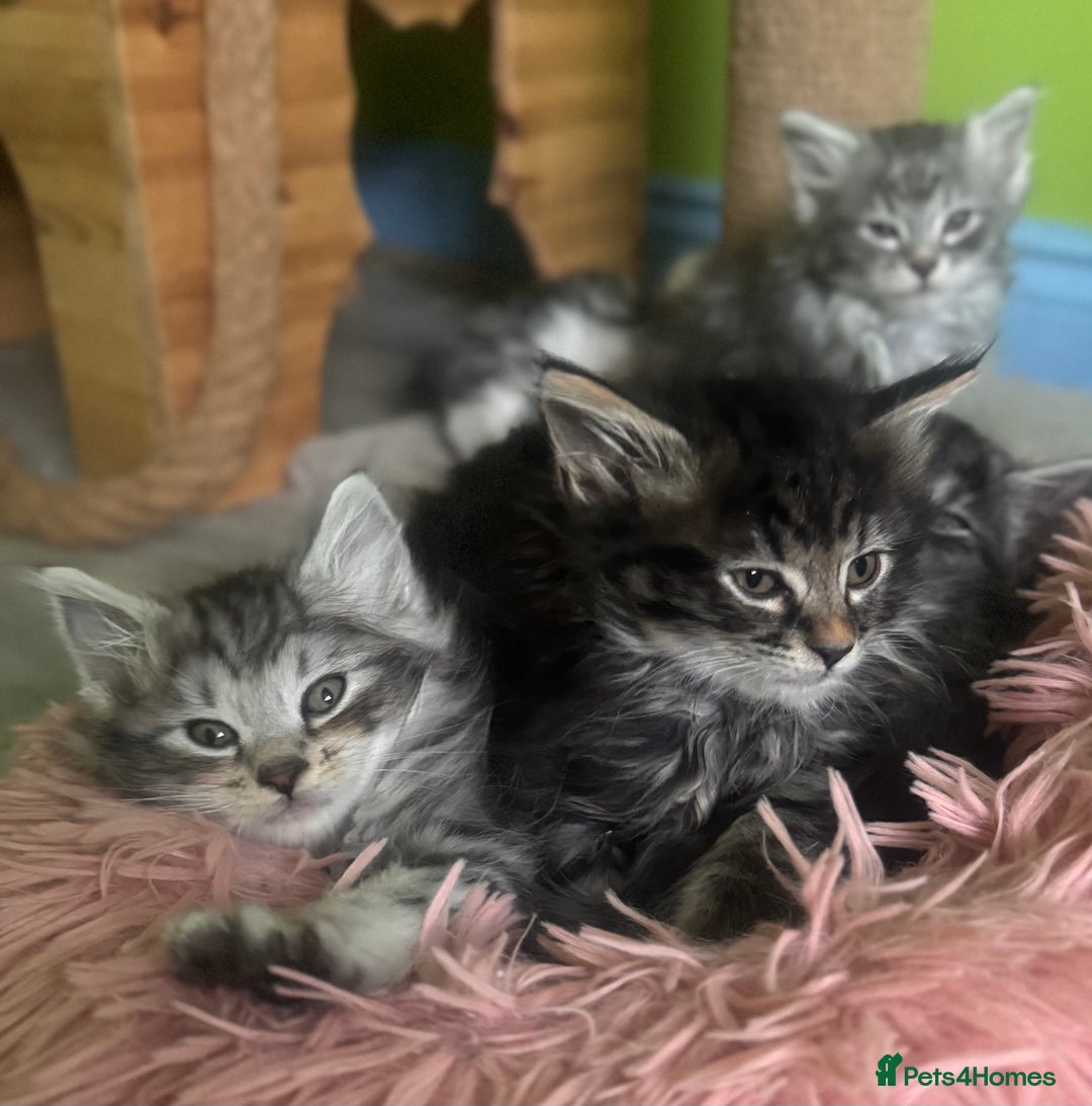 Kurilian Bobtail cats for sale: Rare pure breed Kurilian bobtail kittens available - Advert 2