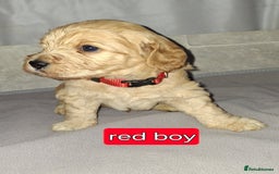 Cockapoo dogs for sale: F1 Cockerpoo puppies - Image 9