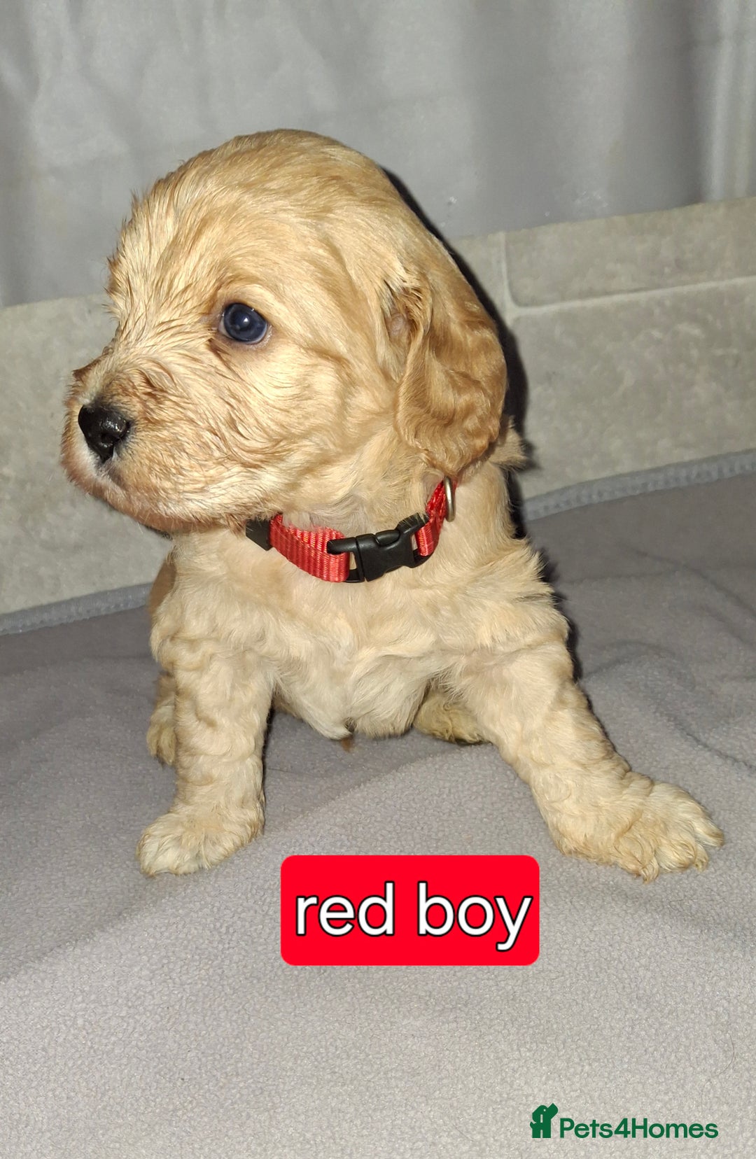 Cockapoo dogs for sale: F1 Cockerpoo puppies - Image 9