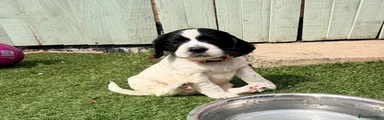 Cocker Spaniel 1