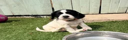 Cocker Spaniel dogs for sale: Gorgeous Cocker Spaniel Puppies  - Advert 10
