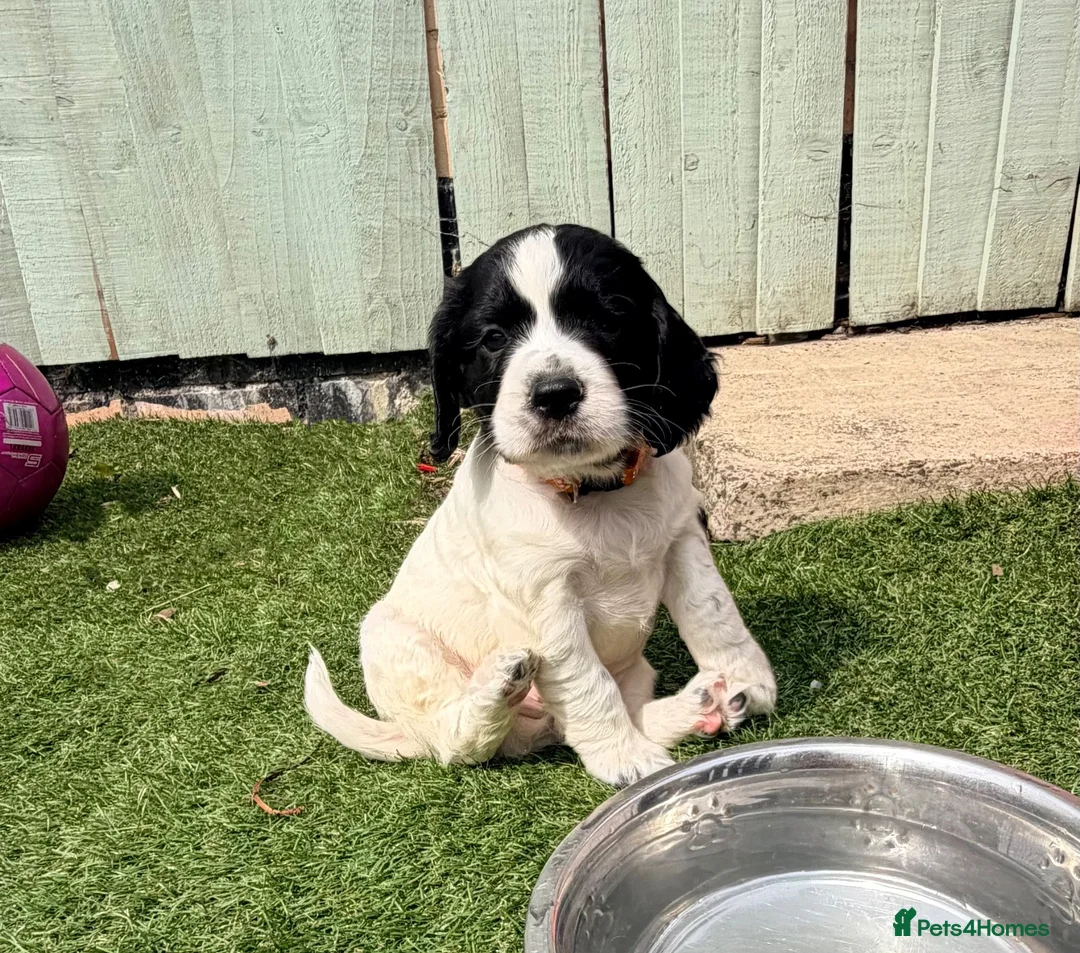 Cocker Spaniel dogs for sale: Gorgeous Cocker Puppies READY NOW - Advert 24
