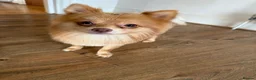Pomeranian dogs for sale: Beautiful Healthy Puppies Ready for Loving Homes in Hayes - Advert 12