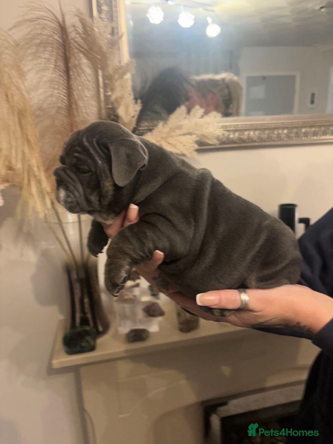 English Bulldog dogs for sale: Amazing quality British bulldog pups  - Advert 11