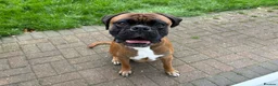 Boxer dogs for sale: Stunning Boxer puppies - Advert 11