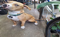 American Bulldog dogs for sale: Stunning American bulldog  - Image 5