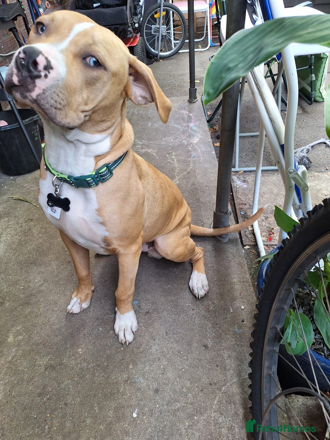 American Bulldog dogs for sale: Stunning American bulldog  - Image 5