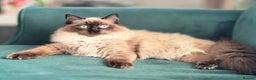 Ragdoll cats for sale: Pure Ragdoll  - Advert 5