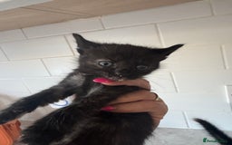 Mixed Breed cats for sale: 3 stunning unique kittens - Image 2
